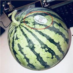 网红吃瓜视频在哪里看,网红吃瓜视频观看指南